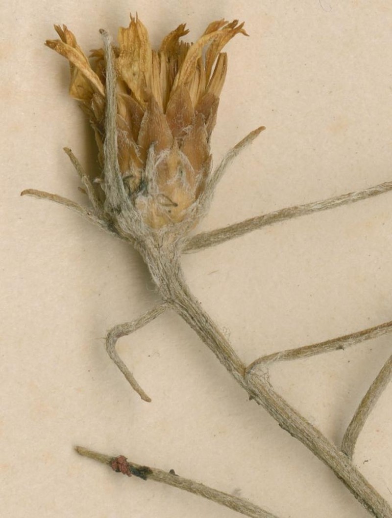 Geigeria mendoncae