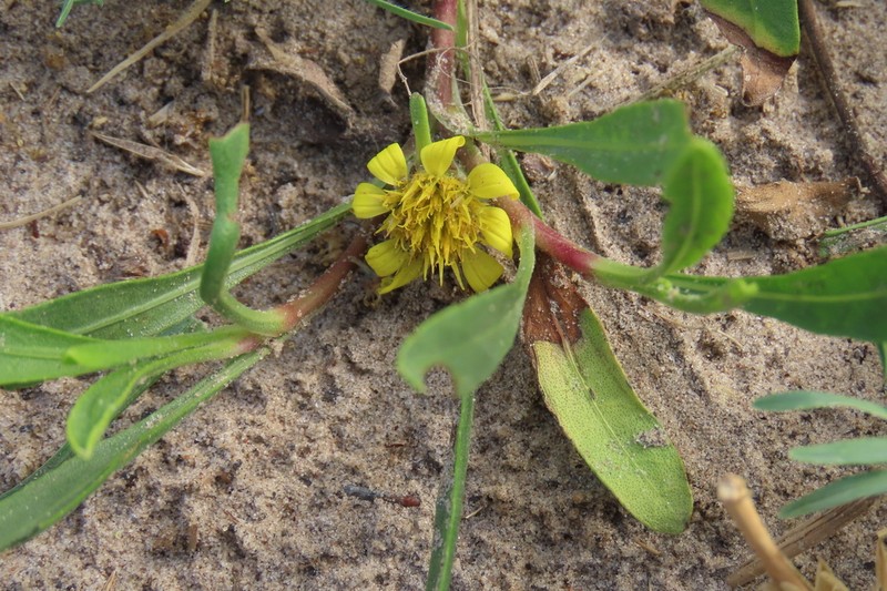Geigeria nianganensis