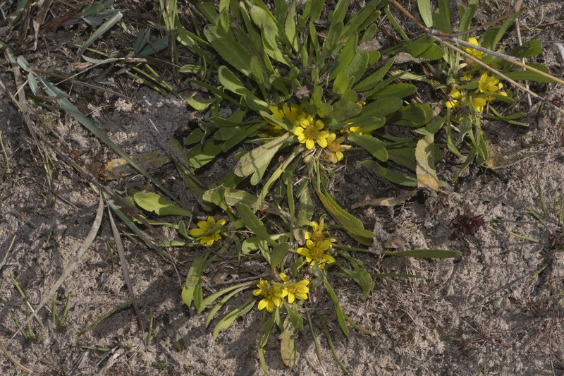 Geigeria nianganensis photo 2