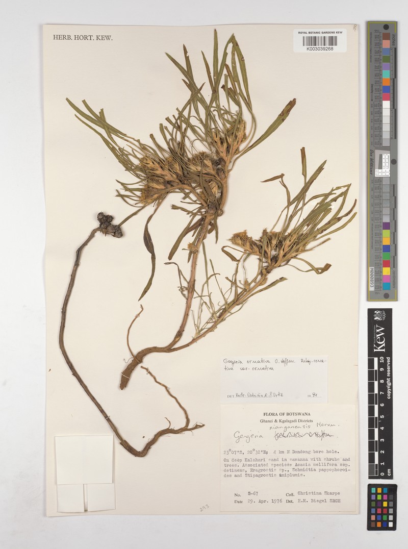 Geigeria nianganensis photo 4