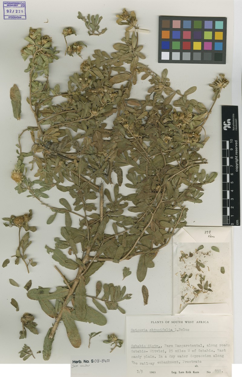 Geigeria obtusifolia