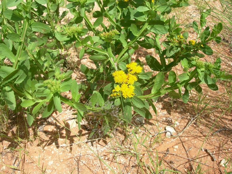 Geigeria odontoptera photo 2