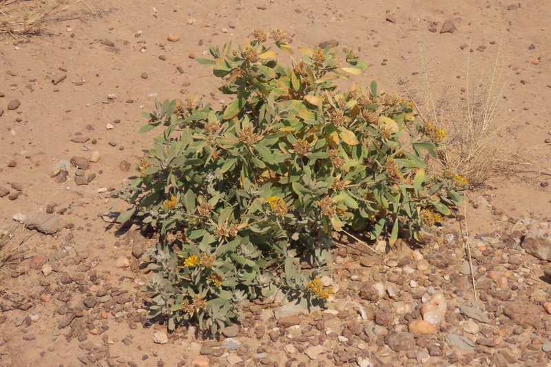 Geigeria odontoptera photo 4