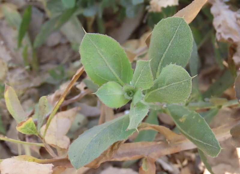 Geigeria odontoptera photo 7
