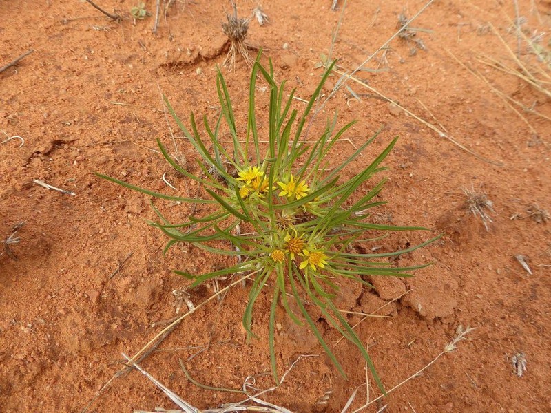 Geigeria ornativa