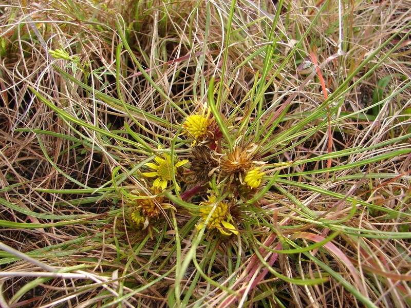 Geigeria ornativa photo 2