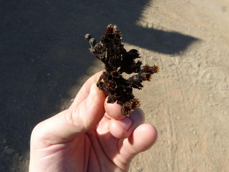 Geigeria ornativa photo 3