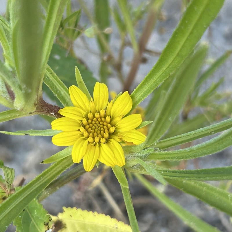 Geigeria ornativa photo 4