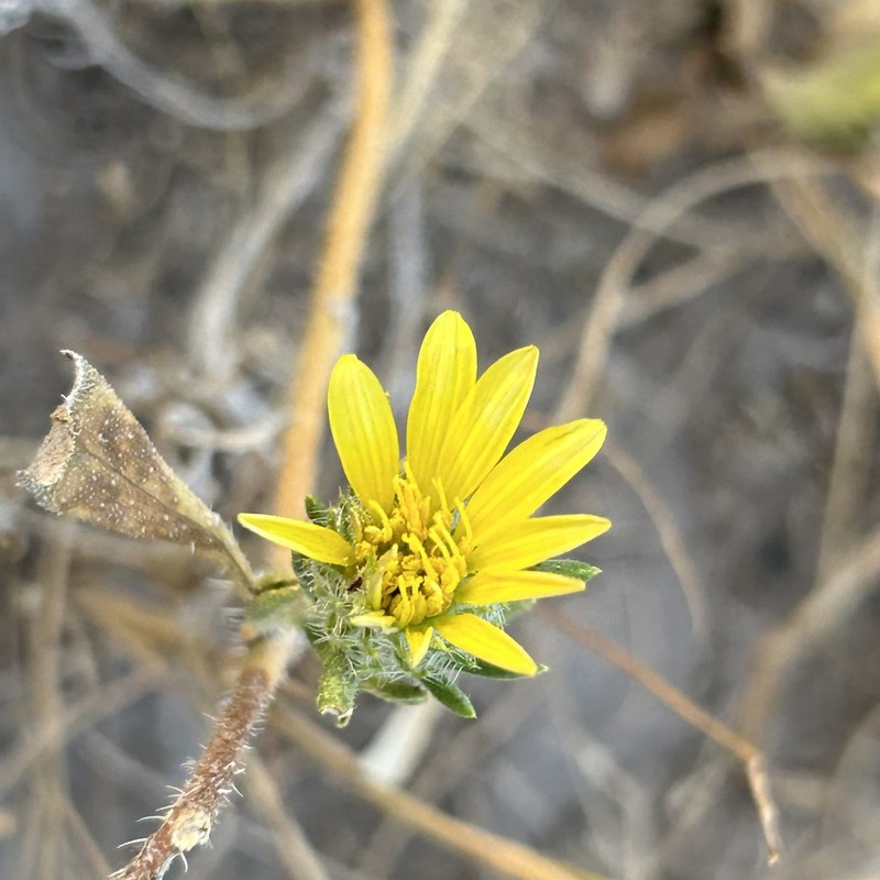 Geigeria ornativa photo 5