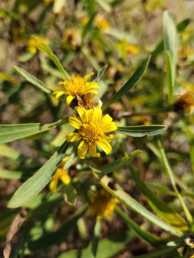 Geigeria ornativa photo 6