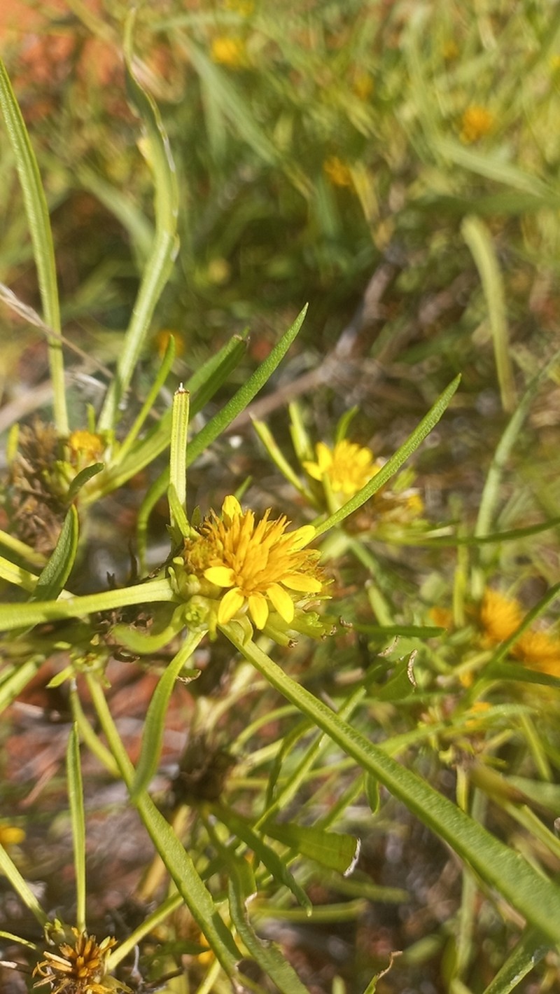 Geigeria ornativa photo 7