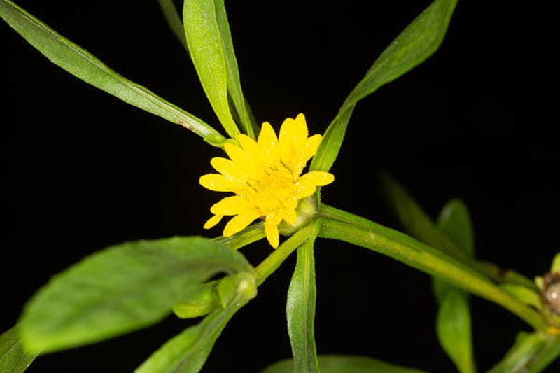 Geigeria ornativa photo 8