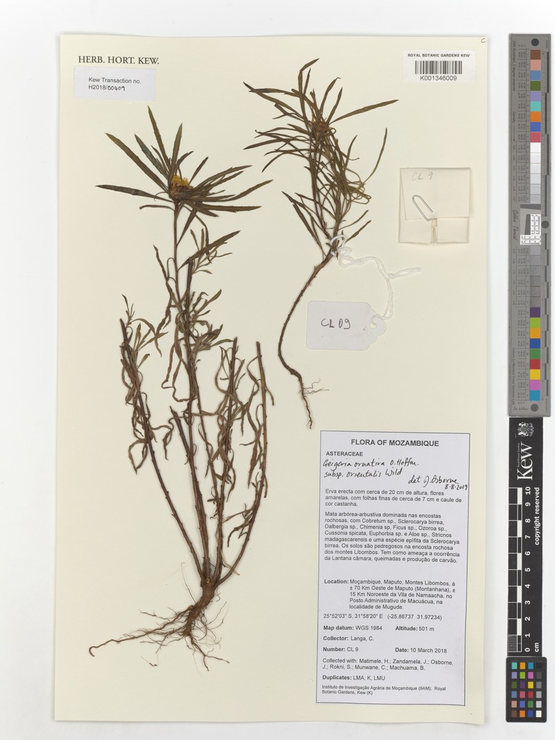 Geigeria ornativa subsp. orientalis