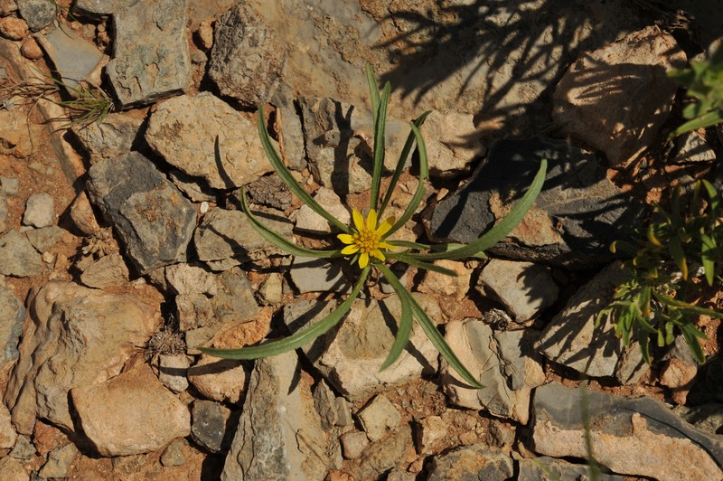 Geigeria ornativa subsp. ornativa