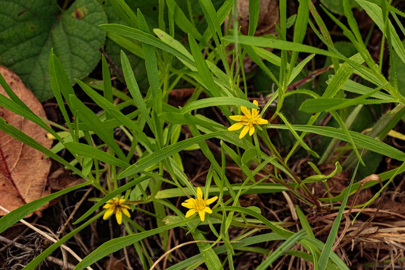 Geigeria ornativa subsp. ornativa photo 2
