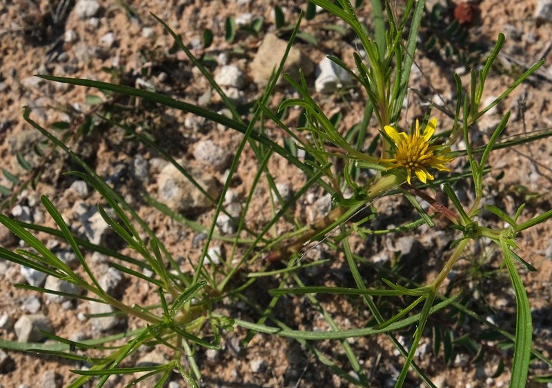 Geigeria ornativa subsp. ornativa photo 3