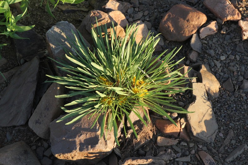 Geigeria ornativa subsp. ornativa photo 4