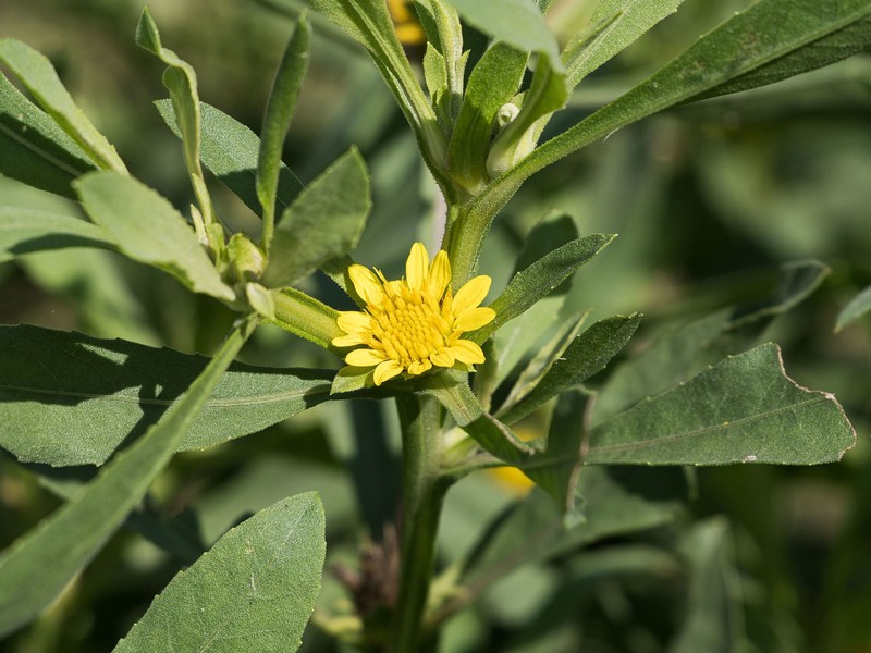 Geigeria ornativa subsp. rhodesiana
