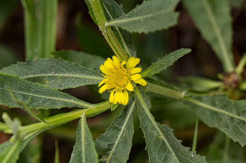 Geigeria ornativa subsp. rhodesiana photo 2