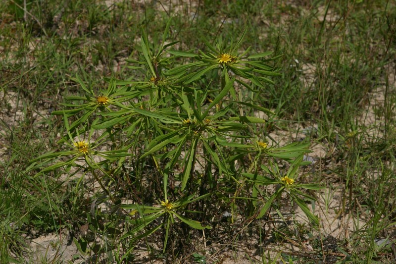 Geigeria ornativa subsp. rhodesiana photo 3
