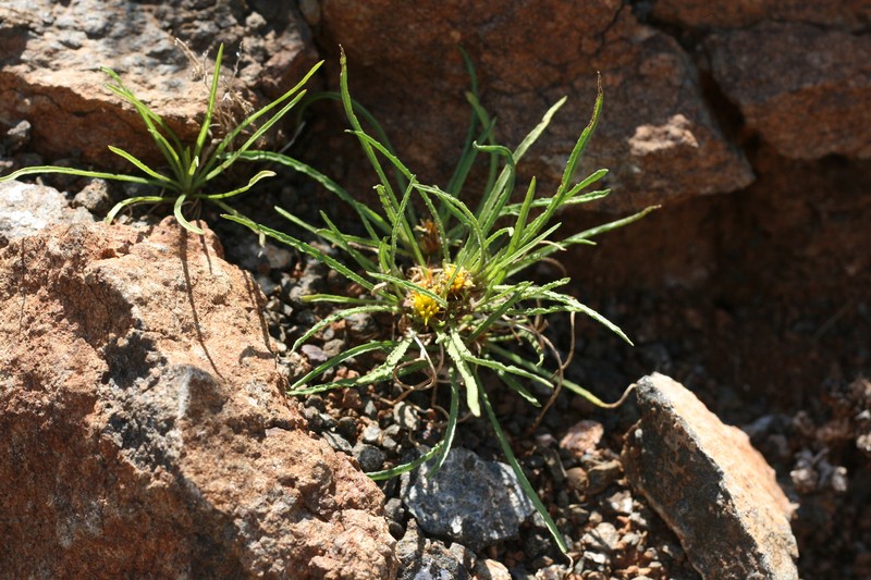 Geigeria ornativa var. filifolia