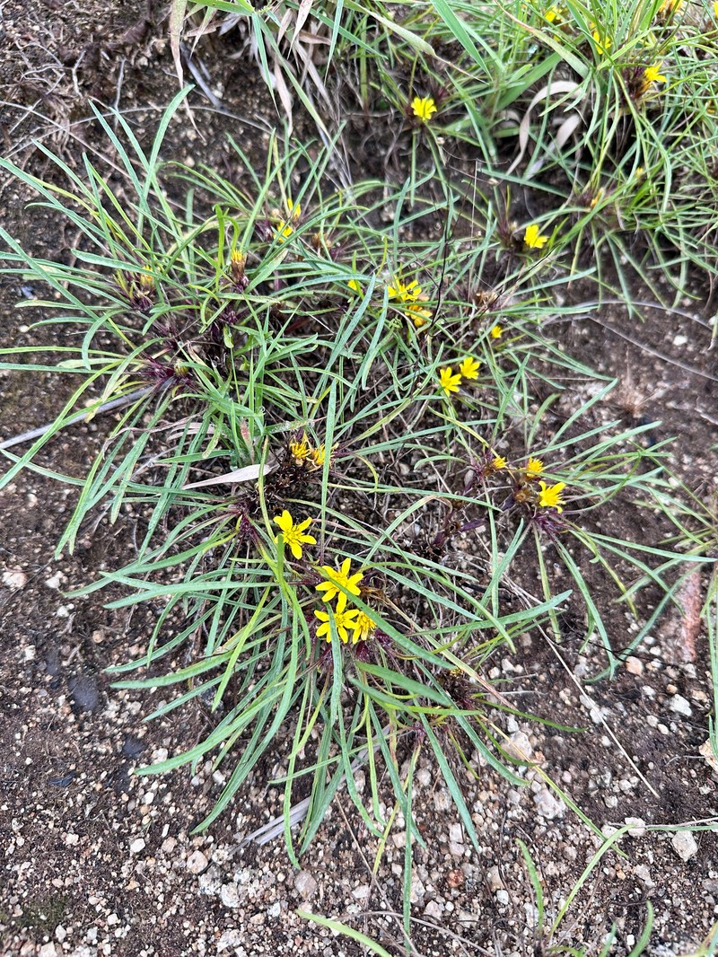 Geigeria ornativa var. filifolia photo 2