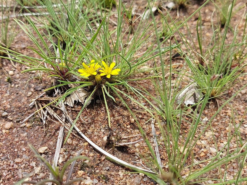 Geigeria ornativa var. filifolia photo 3