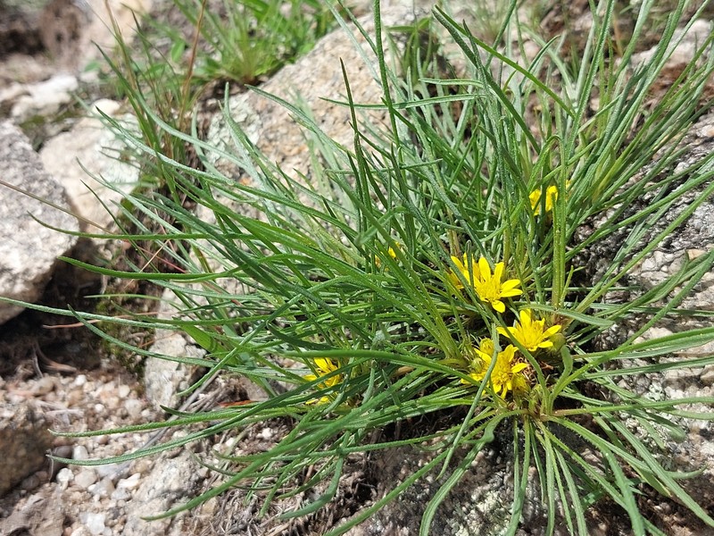 Geigeria ornativa var. filifolia photo 4