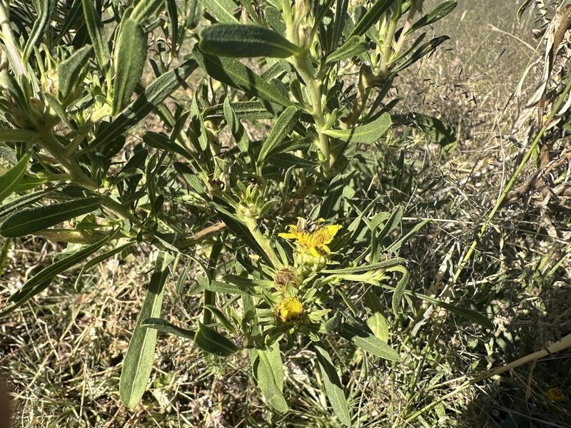 Geigeria plumosa