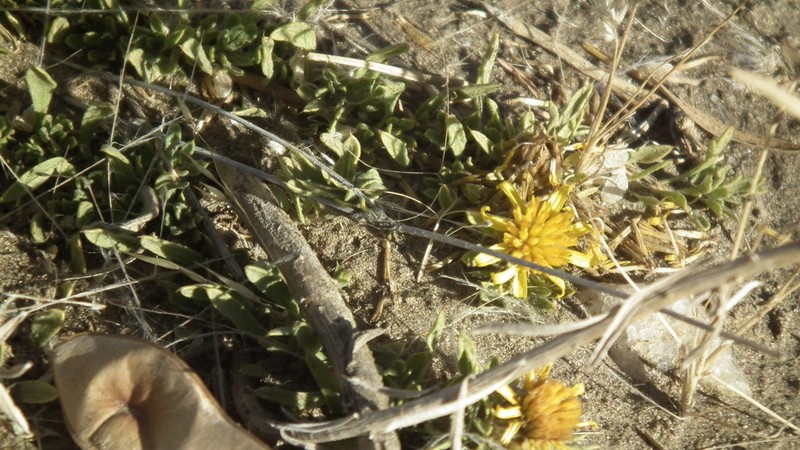 Geigeria plumosa photo 2