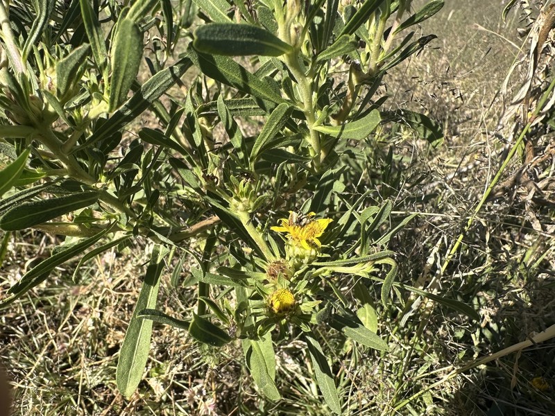 Geigeria plumosa photo 3