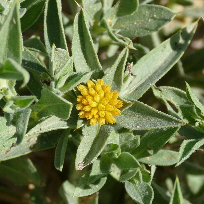Geigeria rigida