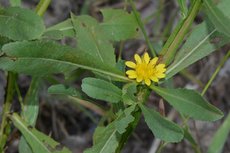 Geigeria schinzii