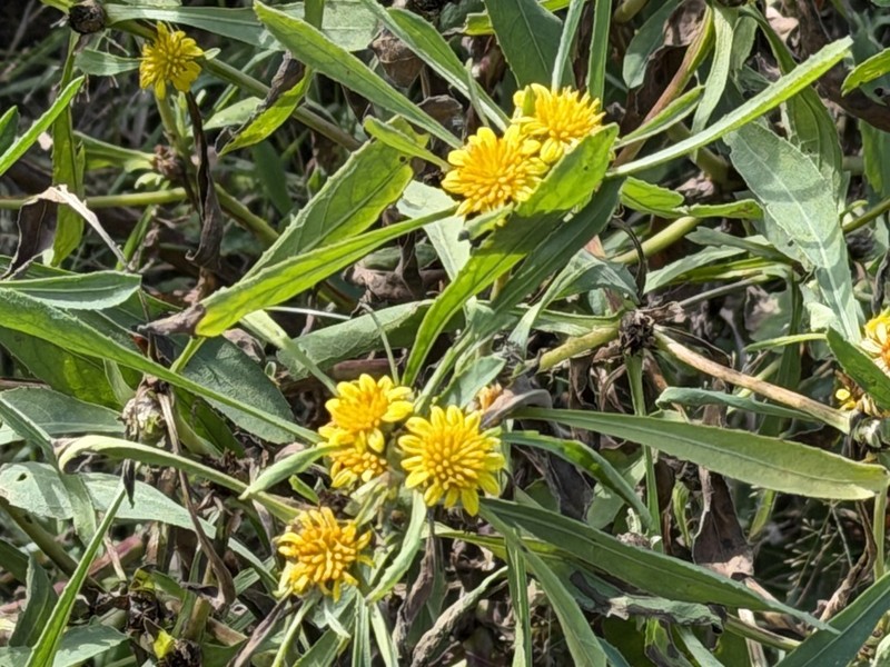 Geigeria schinzii photo 6