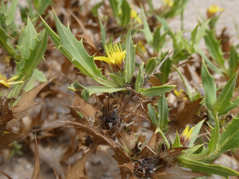 Geigeria spinosa