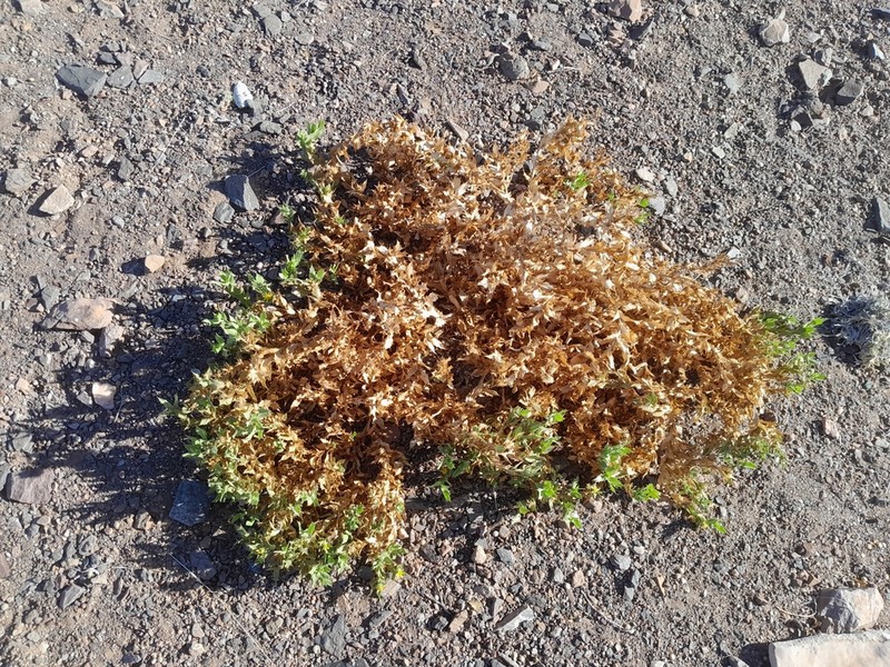 Geigeria spinosa photo 2