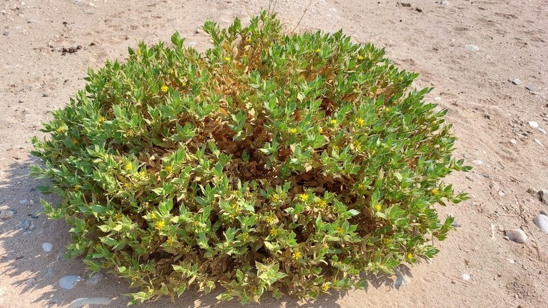 Geigeria spinosa photo 3
