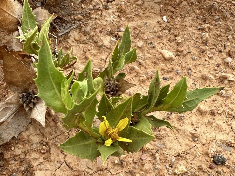 Geigeria spinosa photo 4