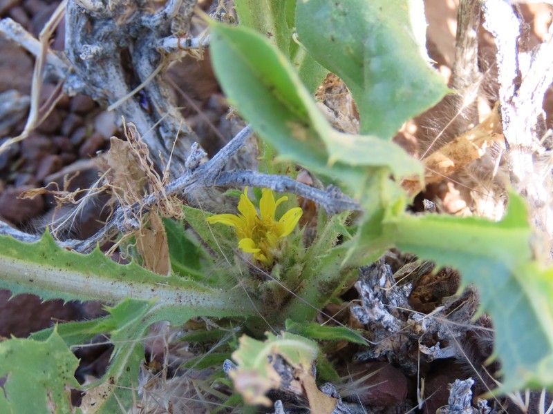 Geigeria spinosa photo 5