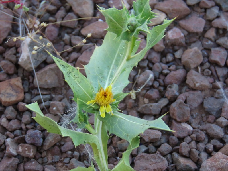 Geigeria spinosa photo 6
