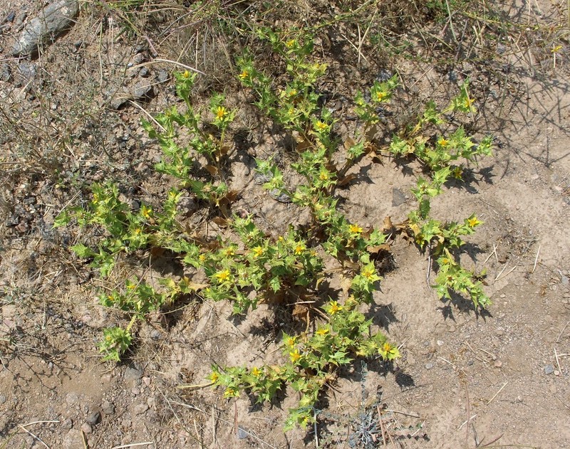 Geigeria spinosa photo 7