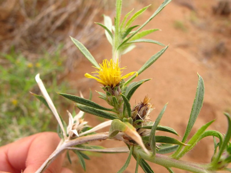 Geigeria vigintisquamea