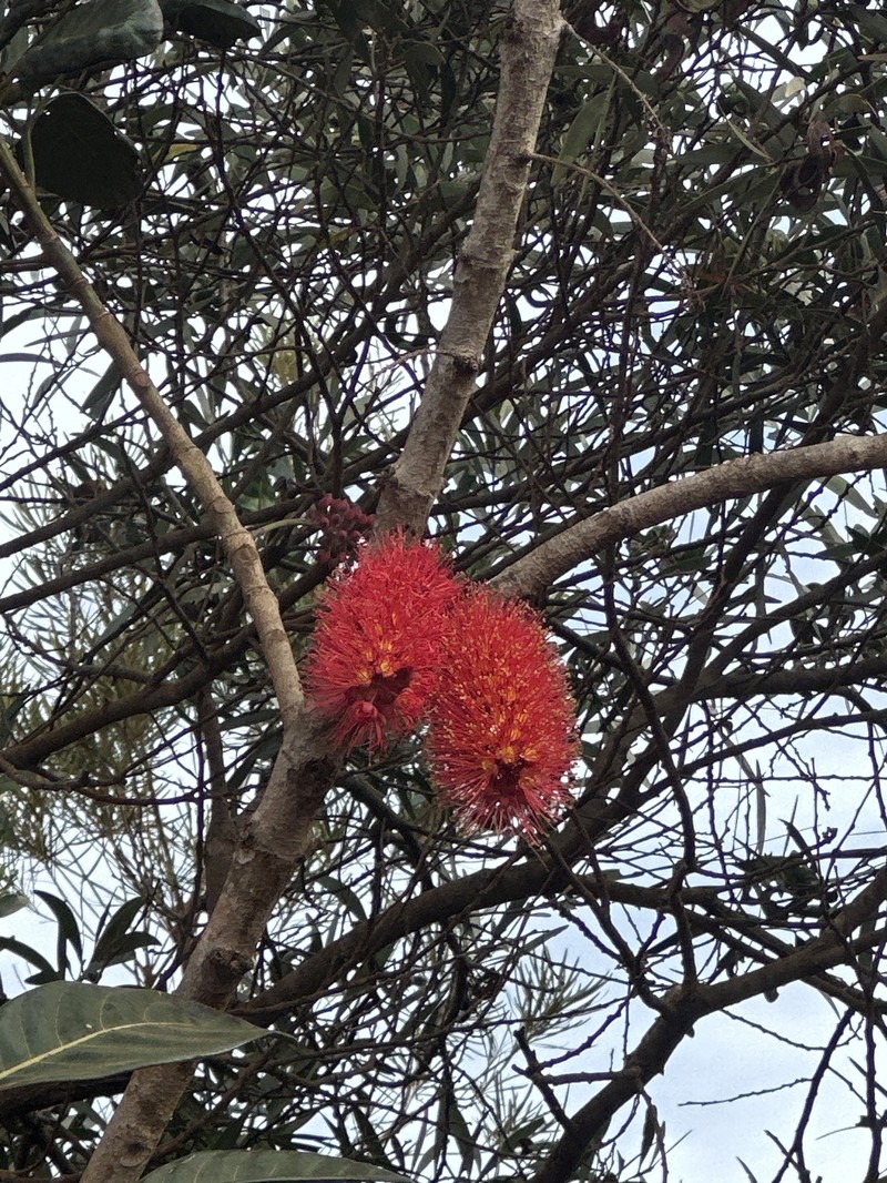 Geissois pruinosa var. intermedia