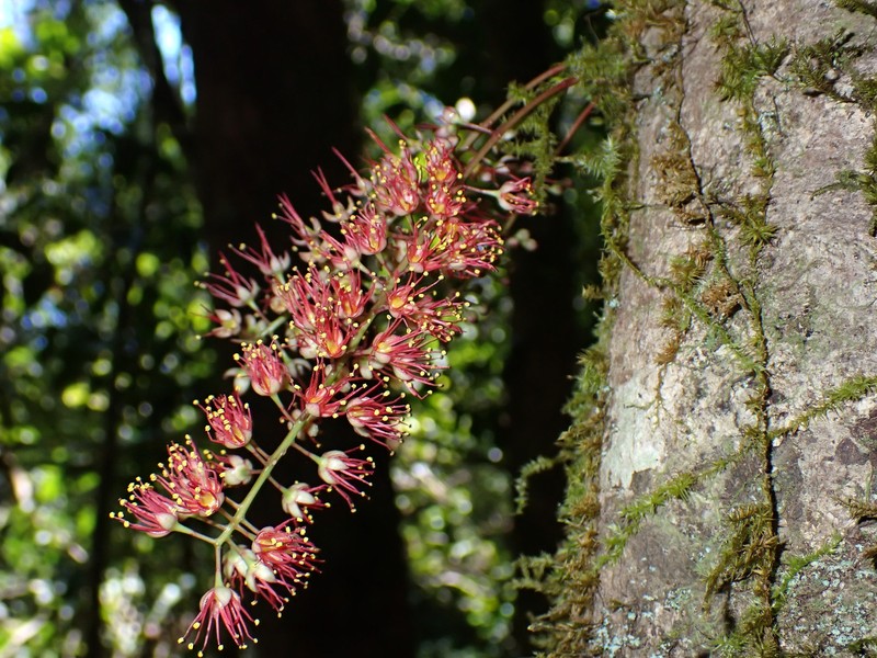 Geissois pruinosa var. intermedia photo 2