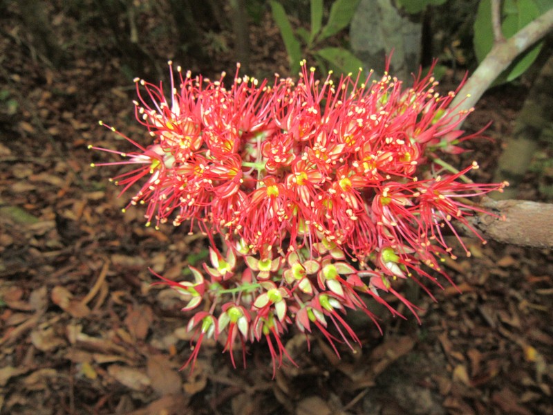 Geissois pruinosa var. intermedia photo 3