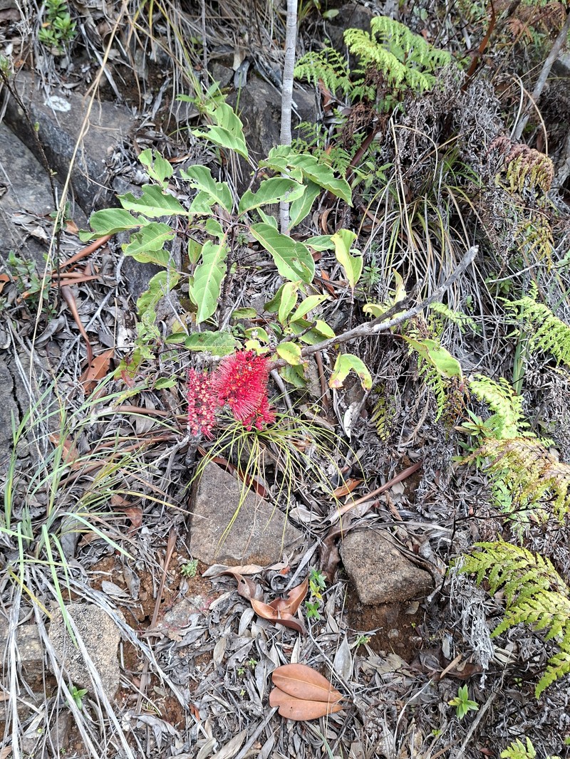 Geissois pruinosa var. pruinosa