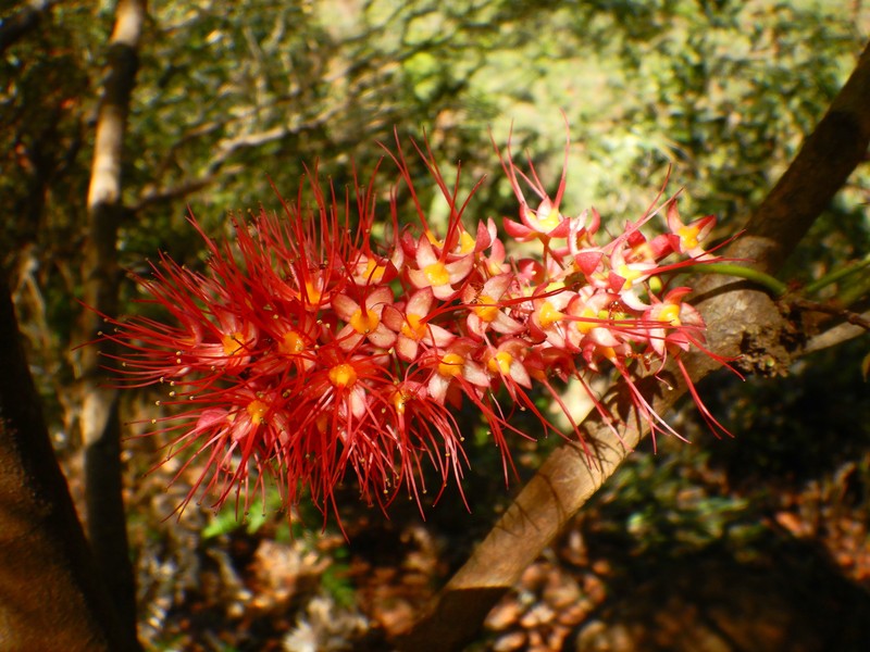 Geissois pruinosa var. pruinosa photo 2