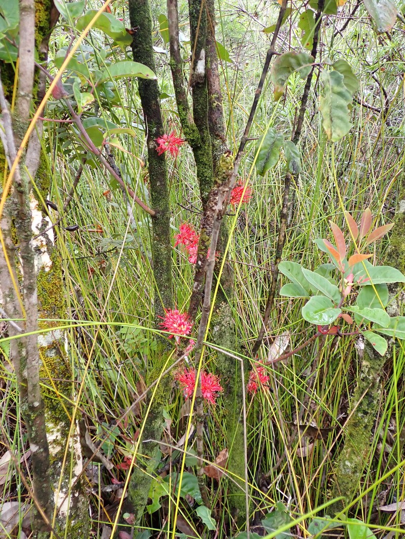 Geissois pruinosa var. pruinosa photo 3