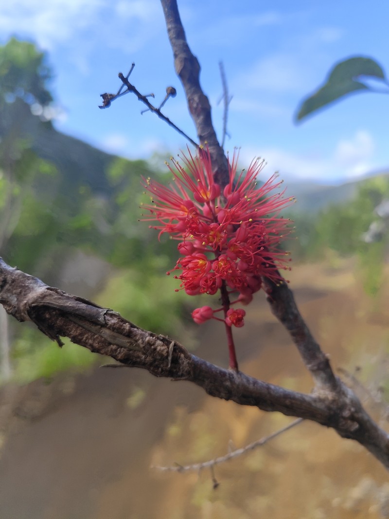Geissois pruinosa var. pruinosa photo 4