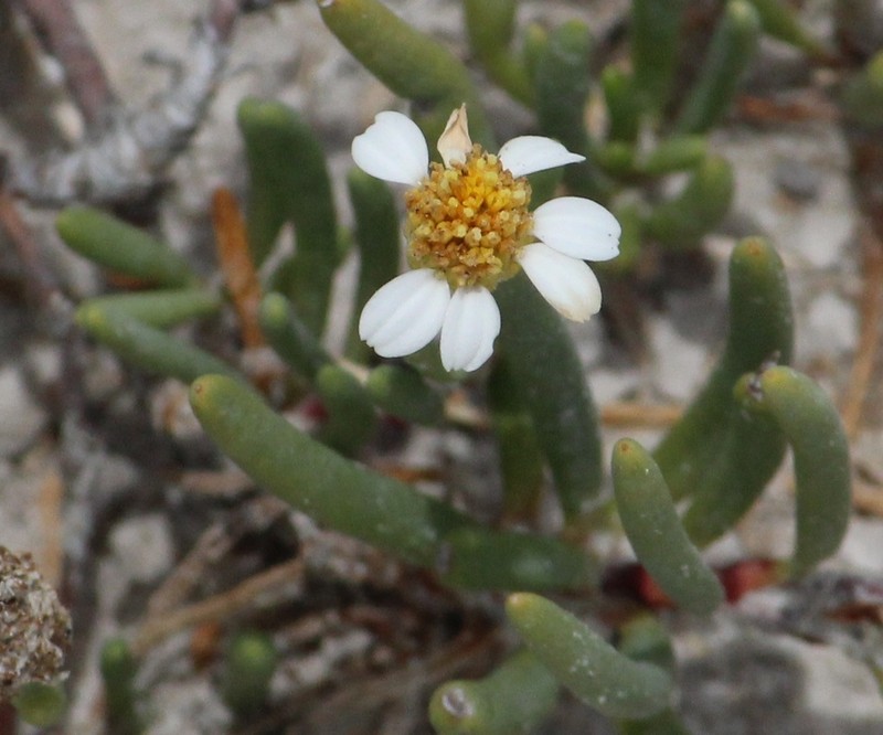 Geissolepis suaedifolia